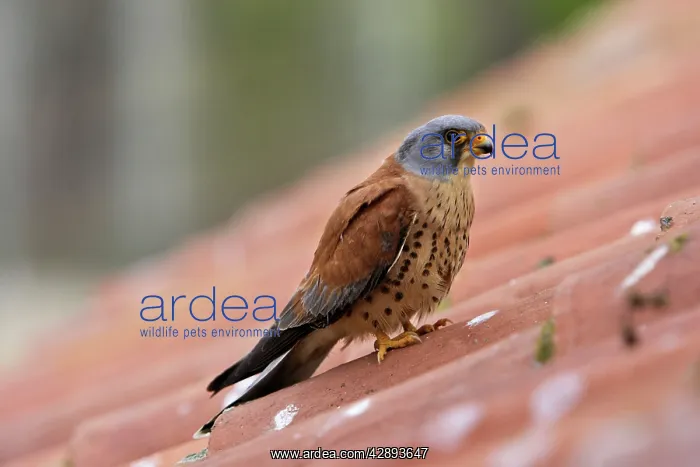: Lesser Kestrel - male : Lesser Kestrel - male