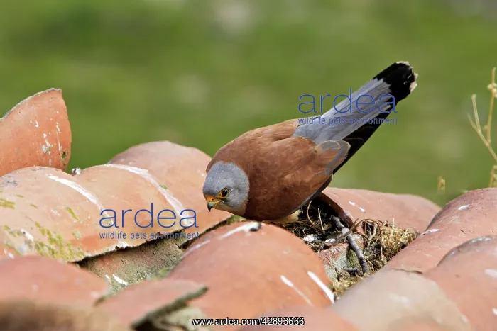  : Lesser Kestrel - male