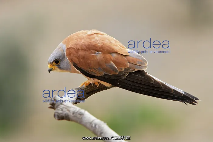 : Lesser Kestrel - male : Lesser Kestrel - male