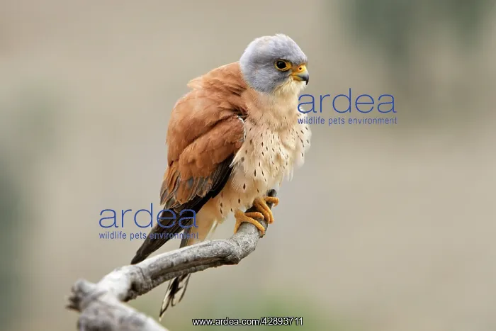  : Lesser Kestrel - male