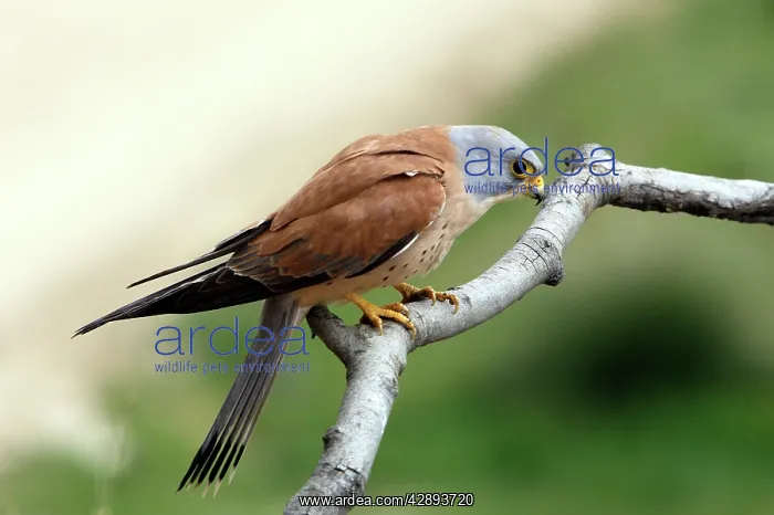 : Lesser Kestrel - male : Lesser Kestrel - male