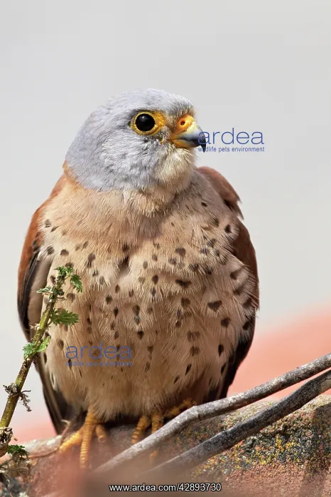 : Lesser Kestrel - male : Lesser Kestrel - male
