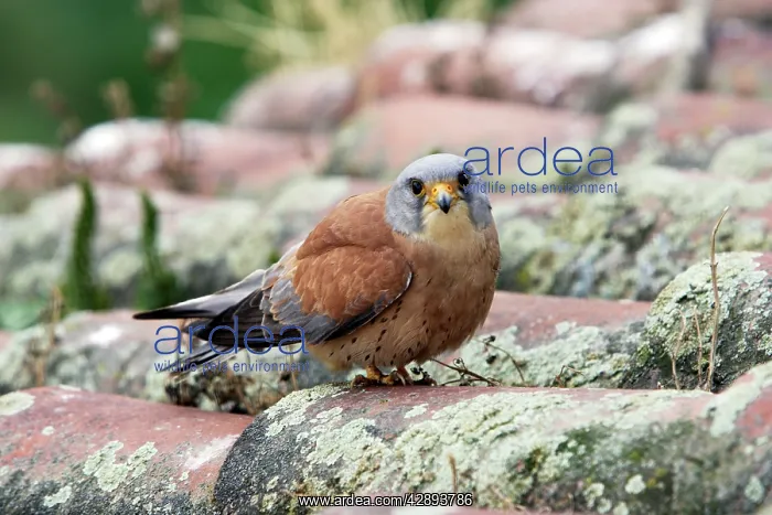 : Lesser Kestrel - male : Lesser Kestrel - male
