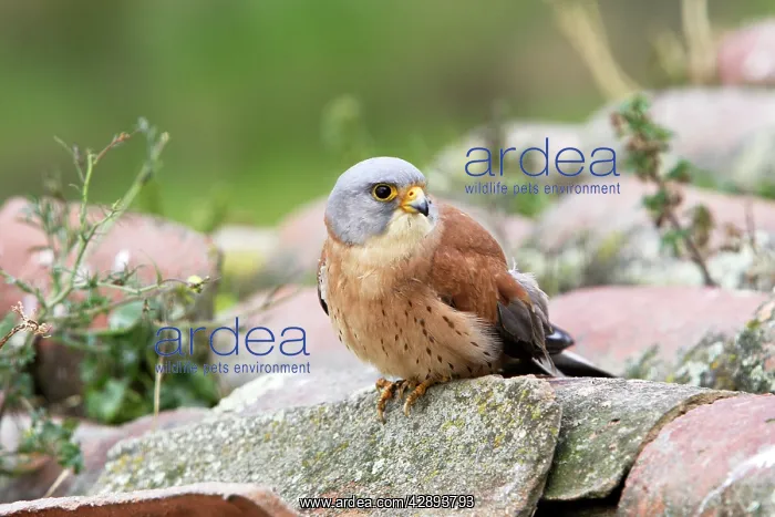: Lesser Kestrel - male : Lesser Kestrel - male