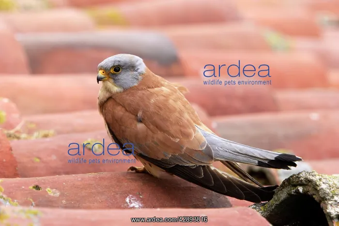  : Lesser Kestrel - male