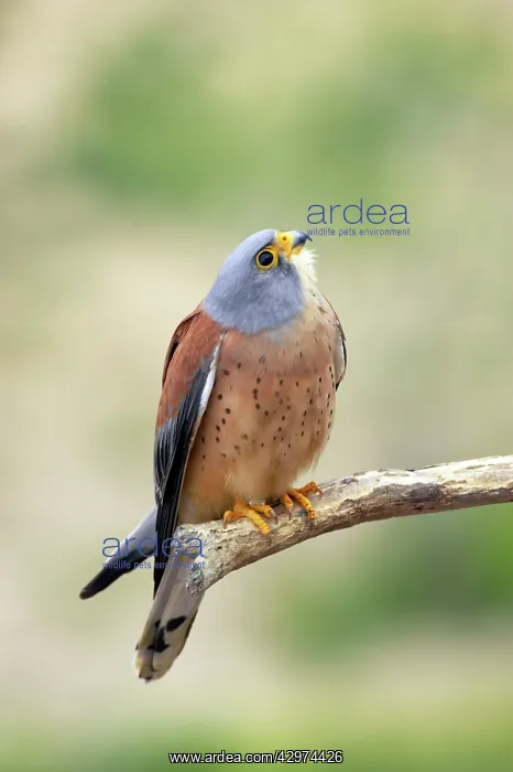 : Lesser Kestrel - Male : Lesser Kestrel - Male