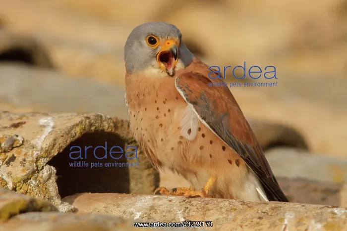 : Lesser Kestrel male calling Castile-La Mancha : Lesser Kestrel male calling Castile-La Mancha