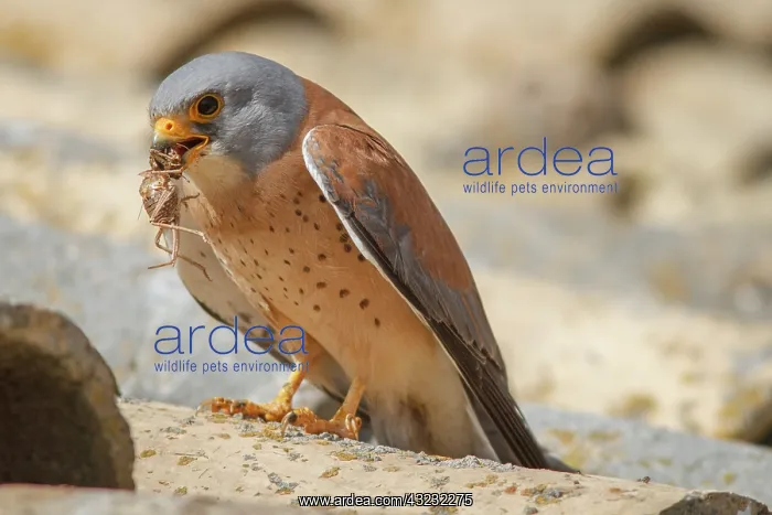 : Lesser Kestrel male with cricket Castile-La Mancha : Lesser Kestrel male with cricket Castile-La Mancha