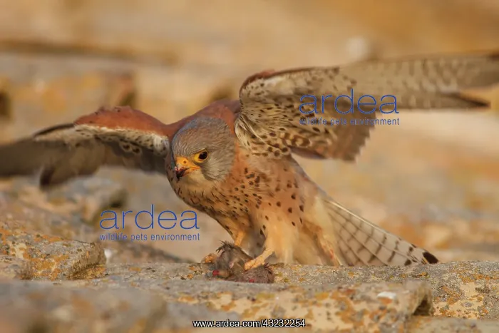 : Lesser Kestrel male eating a mouse on roof Castile-La : Lesser Kestrel male eating a mouse on roof Castile-La