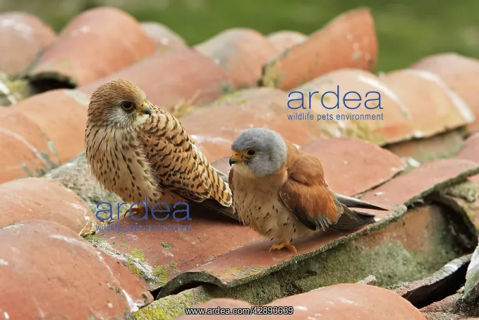 : Lesser Kestrel - male and female : Lesser Kestrel - male and female