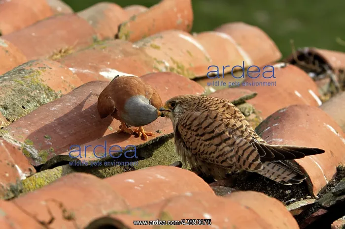 : Lesser Kestrel - male and female taking food from : Lesser Kestrel - male and female taking food from
