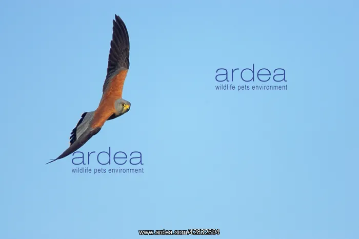 : Lesser Kestrel - male in flight : Lesser Kestrel - male in flight