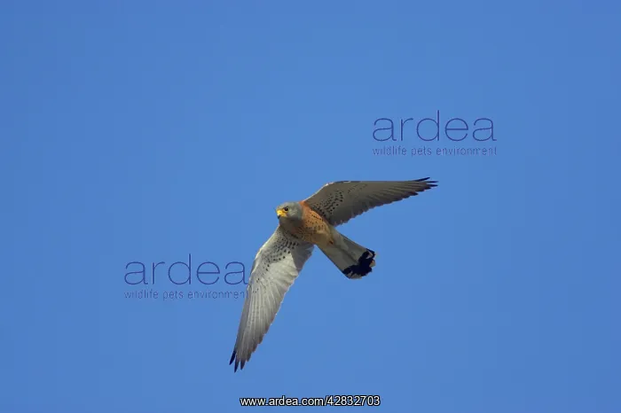 : Lesser Kestrel - male in flight : Lesser Kestrel - male in flight