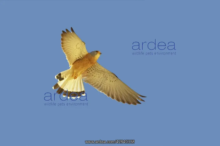 : Lesser Kestrel - Male in flight : Lesser Kestrel - Male in flight
