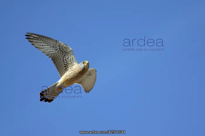 : Lesser Kestrel - male in flight : Lesser Kestrel - male in flight