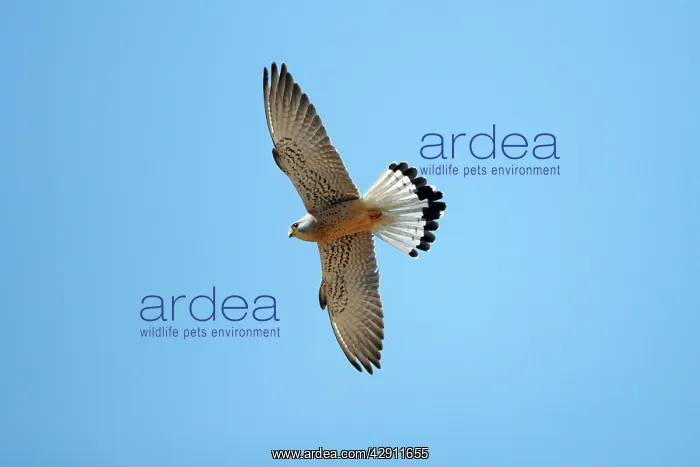 : Lesser Kestrel - male in flight : Lesser Kestrel - male in flight