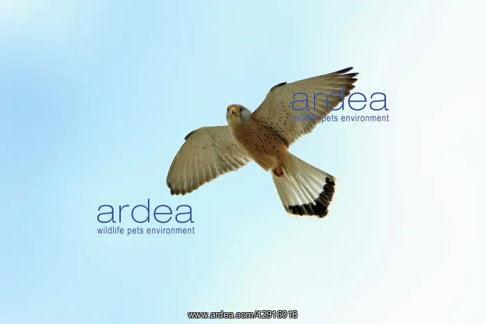 : Lesser Kestrel - male in flight : Lesser Kestrel - male in flight