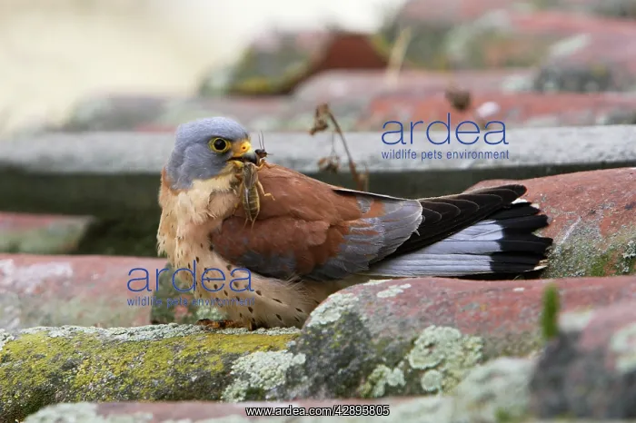 : Lesser Kestrel - male with mole-cricket in beak : Lesser Kestrel - male with mole-cricket in beak