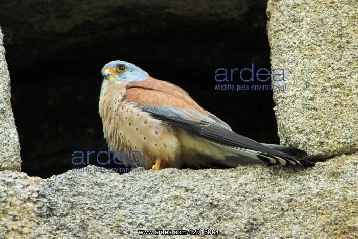 : Lesser Kestrel - male, at nest entrance in church wall : Lesser Kestrel - male, at nest entrance in church wall
