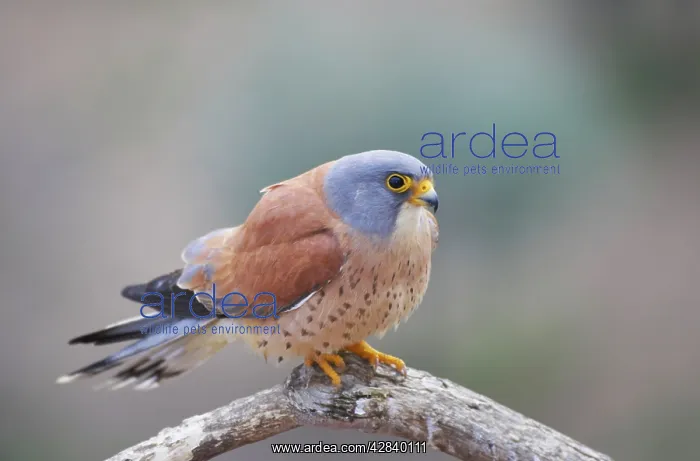 : Lesser Kestrel - Male on perch : Lesser Kestrel - Male on perch