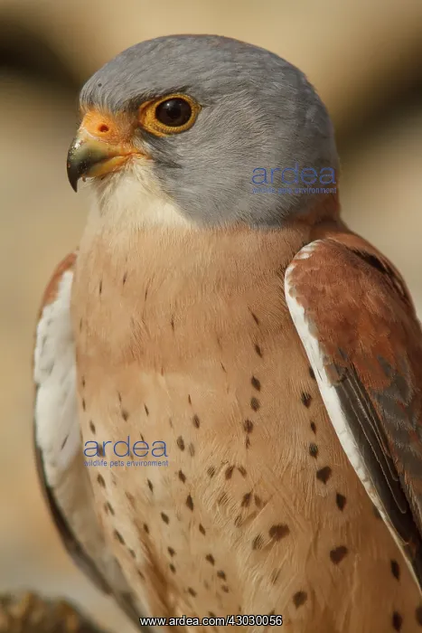 : Lesser Kestrel male portrait Castile-La Mancha : Lesser Kestrel male portrait Castile-La Mancha