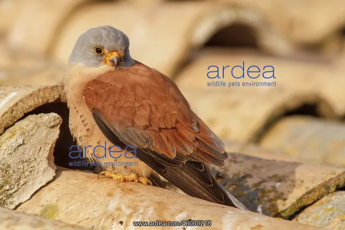 : Lesser Kestrel male on roof Castile-La Mancha : Lesser Kestrel male on roof Castile-La Mancha