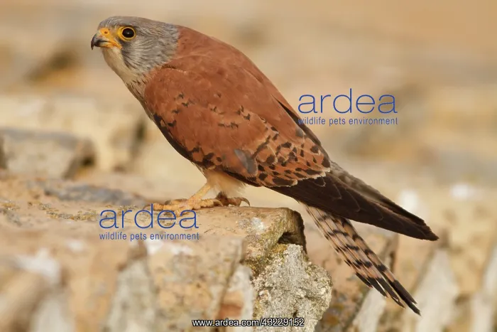 : Lesser Kestrel male on roof Castile-La Mancha : Lesser Kestrel male on roof Castile-La Mancha