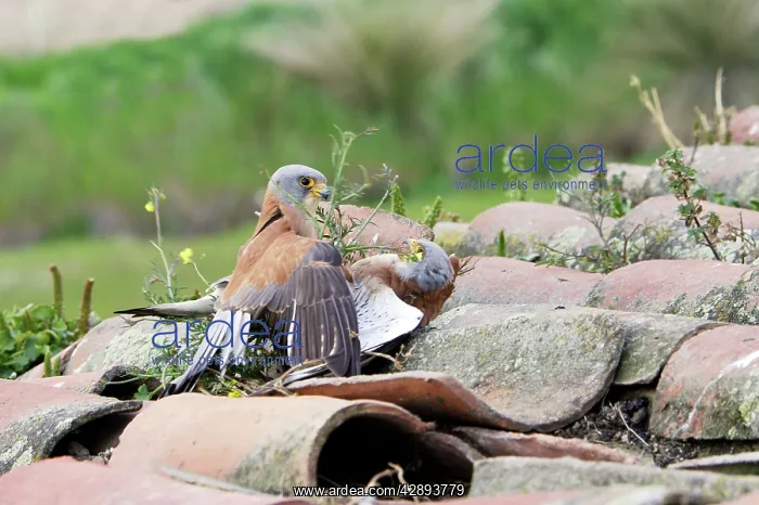: Lesser Kestrel - two males fighting : Lesser Kestrel - two males fighting