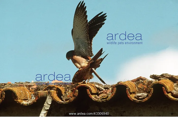 : LESSER KESTREL - mating : LESSER KESTREL - mating