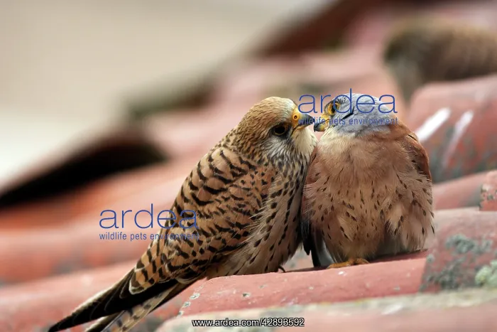 : Lesser Kestrel - pair : Lesser Kestrel - pair