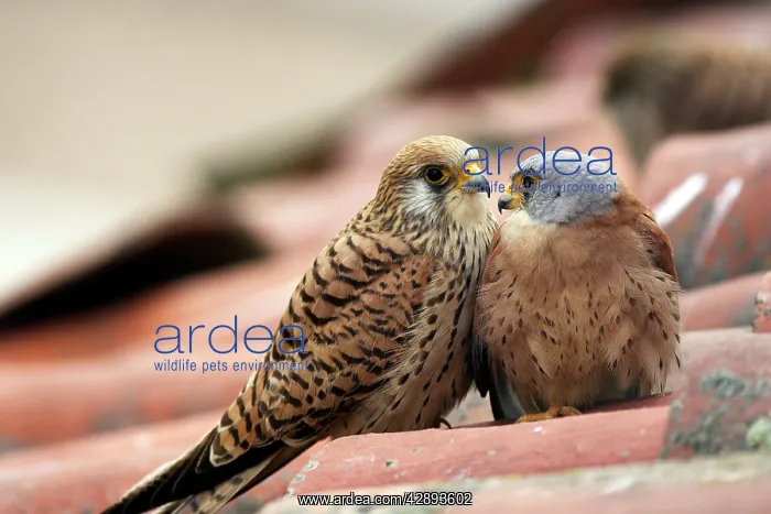 : Lesser Kestrel - pair : Lesser Kestrel - pair