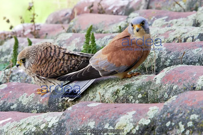 : Lesser Kestrel - pair : Lesser Kestrel - pair