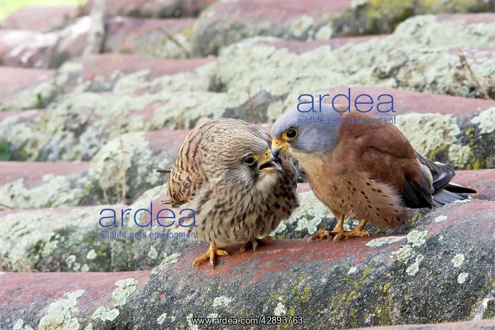 : Lesser Kestrel - pair : Lesser Kestrel - pair