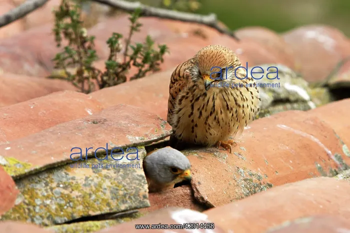 : Lesser Kestrel - pair with male leaving nest in roof : Lesser Kestrel - pair with male leaving nest in roof