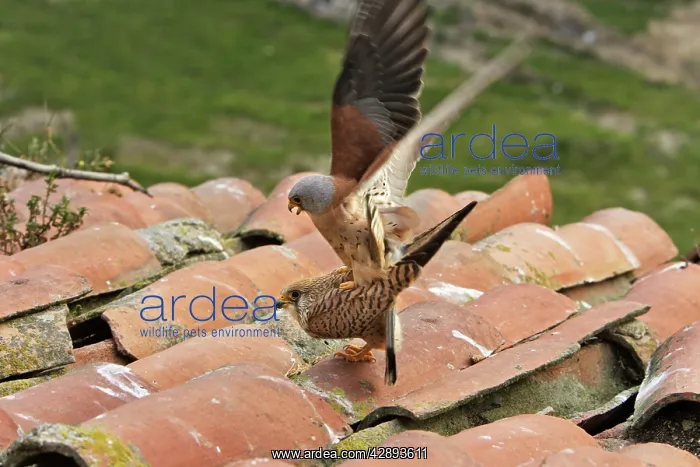 : Lesser Kestrel - pair mating : Lesser Kestrel - pair mating