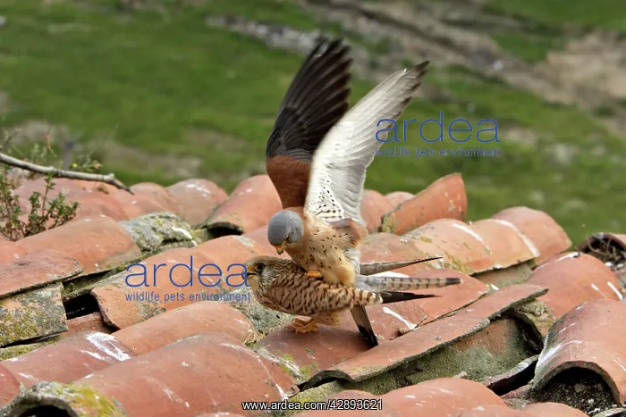 : Lesser Kestrel - pair mating : Lesser Kestrel - pair mating
