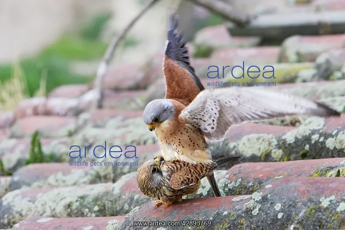 : Lesser Kestrel - pair mating : Lesser Kestrel - pair mating