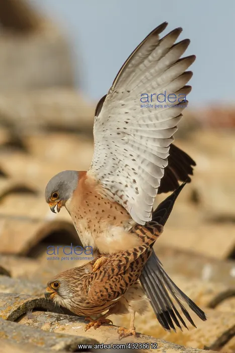 : Lesser Kestrel pair mating Castile-La Mancha : Lesser Kestrel pair mating Castile-La Mancha