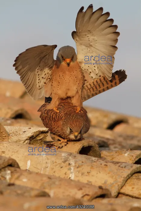 : Lesser Kestrel pair mating Castile-La Mancha