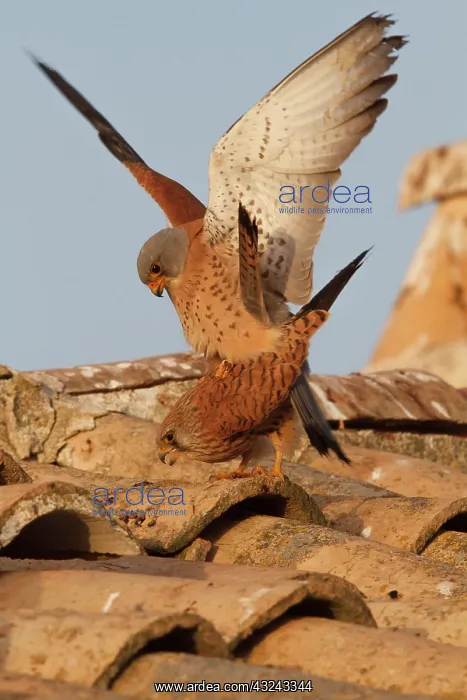 : Lesser Kestrel pair mating Castile-La Mancha : Lesser Kestrel pair mating Castile-La Mancha