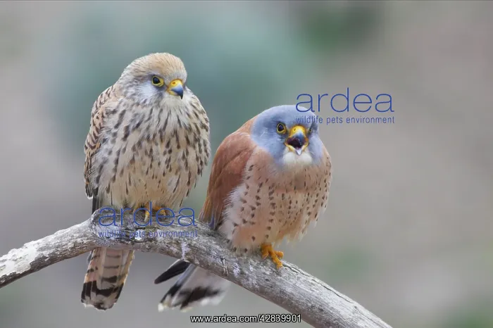: Lesser Kestrel - Pair on perch : Lesser Kestrel - Pair on perch