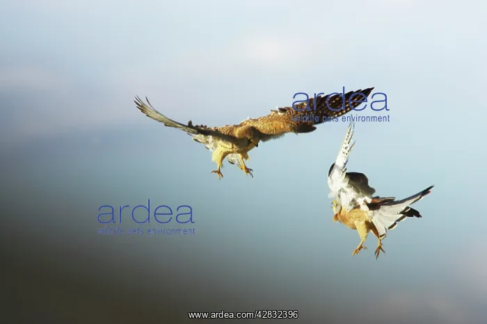 : Lesser Kestrel - pair playfighting in mid air : Lesser Kestrel - pair playfighting in mid air