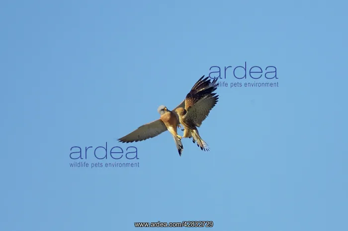 : Lesser Kestrel - pair playfighting in mid air : Lesser Kestrel - pair playfighting in mid air