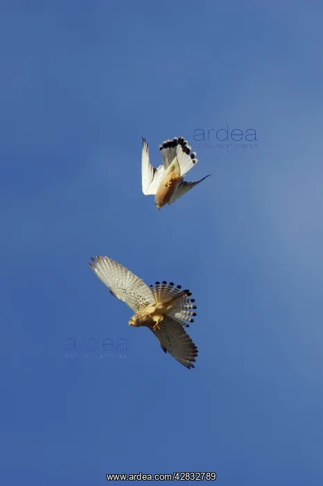 : Lesser Kestrel - Pair playfighting in mid air : Lesser Kestrel - Pair playfighting in mid air