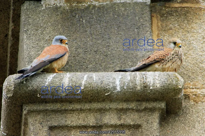 : Lesser Kestrel - pair resting on church masonry : Lesser Kestrel - pair resting on church masonry