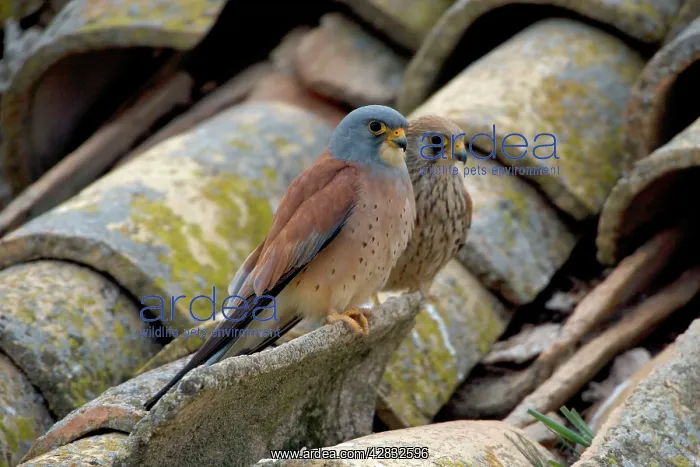 : Lesser Kestrel - pair on rooftop : Lesser Kestrel - pair on rooftop