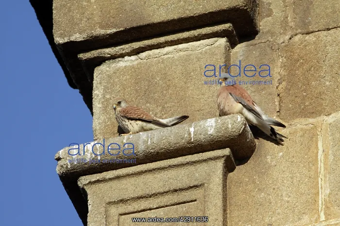 : Lesser Kestrel - pair on stone ledge of church : Lesser Kestrel - pair on stone ledge of church