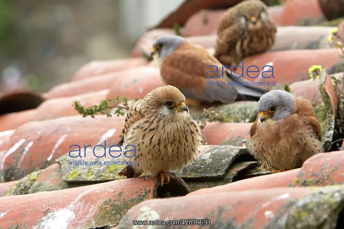 : Lesser Kestrel - two pairs on roof top : Lesser Kestrel - two pairs on roof top