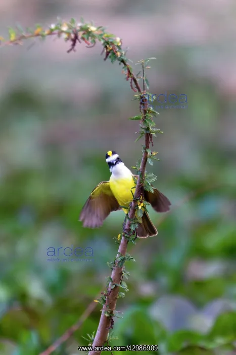 : Lesser Kiskadee : Lesser Kiskadee