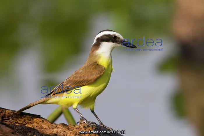 : Lesser Kiskadee : Lesser Kiskadee
